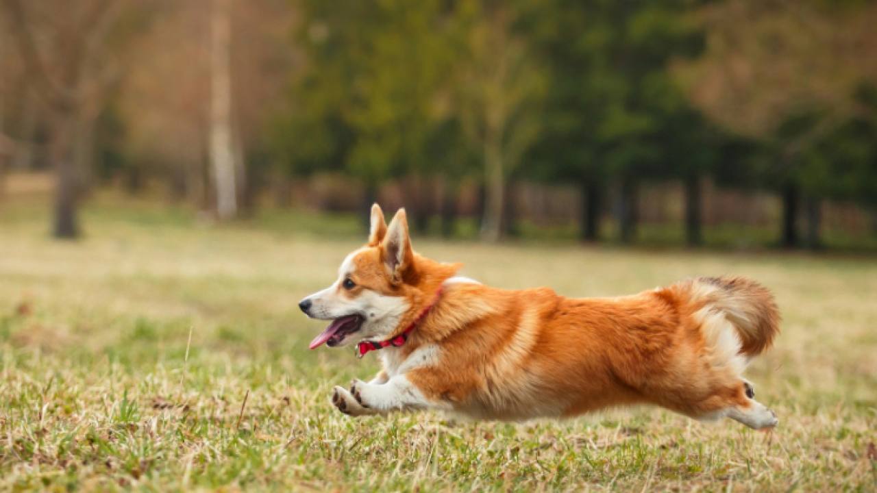 Corgi, TCV liderliğinde 160 milyon dolar fon topladı