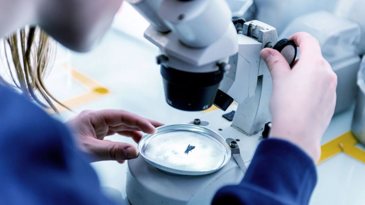 Innovafeed Sürdürülebilir Protein Üretiminde Kapasite Artırıyor