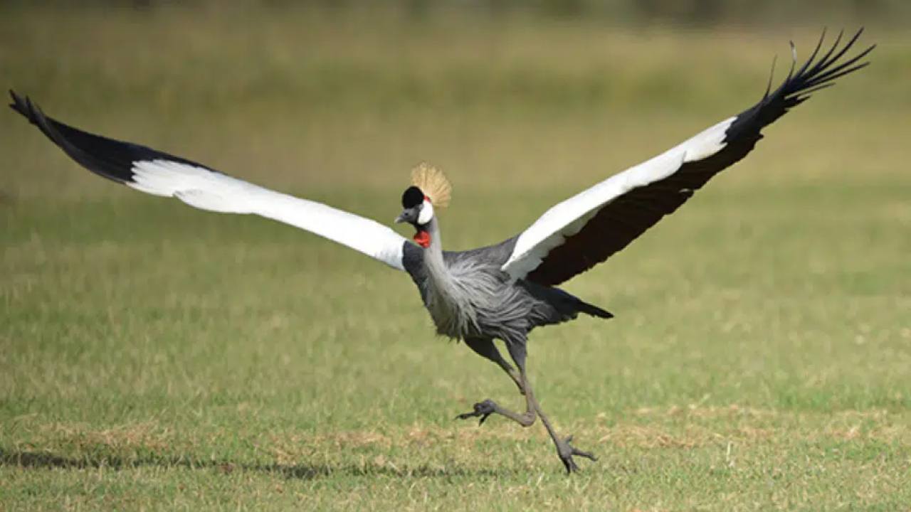 Kupando, Kanser Terapisi İçin 10 Milyon Euro Yatırım Aldı