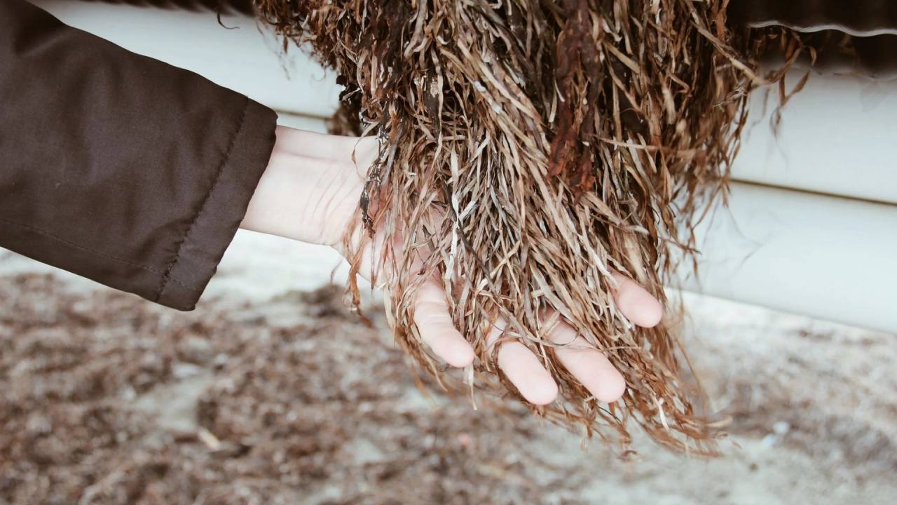 Malmö'lü Salt & Fiber, Deniz Otunu Tekstil Elyafına Dönüştürüyor