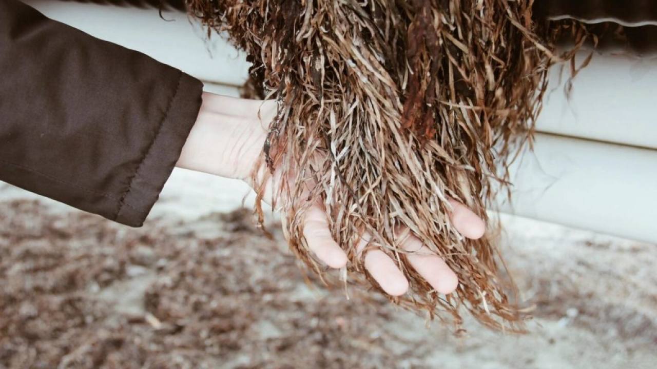 Salt & Fiber, Deniz Çimlerinden Sürdürülebilir Tekstil Üretecek